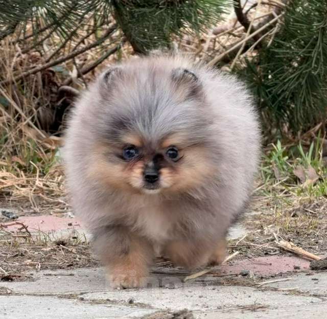 Собаки в Санкт-Петербурге: Мальчик шпиц мини мерле, голубой глаз Мальчик, 70 000 руб. - фото 3