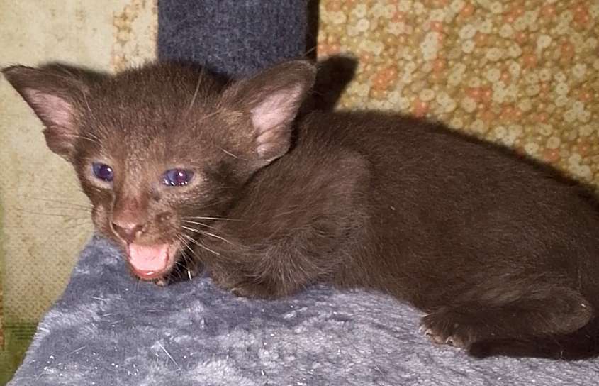 Кошки в Москве: Ориентальные котята  Девочка, 15 000 руб. - фото 3