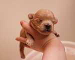 Собаки в Москве: Мальтипу мальчик микро Мальчик, 135 000 руб. - фото 3