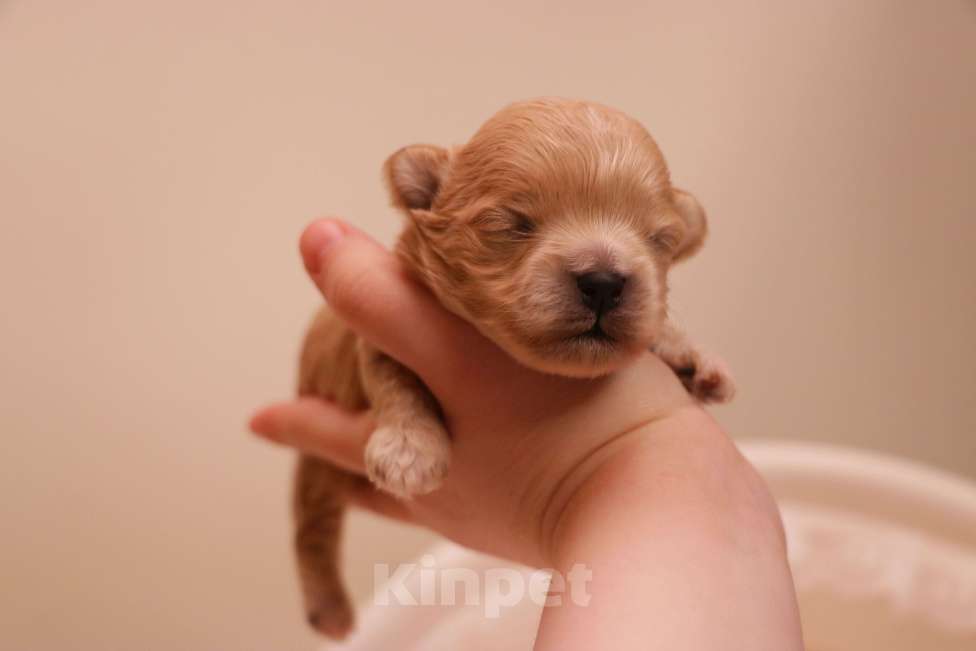 Собаки в Москве: Мальтипу мальчик микро Мальчик, 135 000 руб. - фото 3