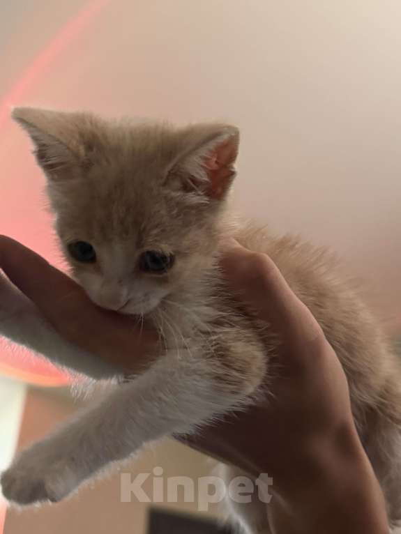 Кошки в Севастополе: отдаём котенка,срочно ищем ему дом Мальчик, Бесплатно - фото 2