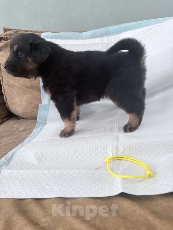 Собаки в других городах Московской области: Щенок банхара Девочка, 60 000 руб. - фото 1