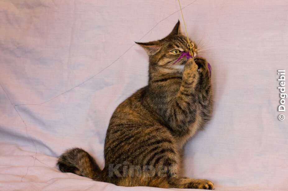 Кошки в Москве: Натан - чудо-кот (1,5 г.) в добрые руки Мальчик, Бесплатно - фото 5