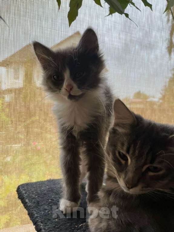 Кошки в Москве: Милые котята Девочка, Бесплатно - фото 7