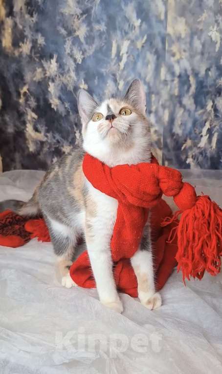 Кошки в Москве: Голубокремовый котёнок в добрые руки  Девочка, Бесплатно - фото 6