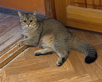Кошки в Ростове-на-Дону: Котята Девочка, 8 000 руб. - фото 7
