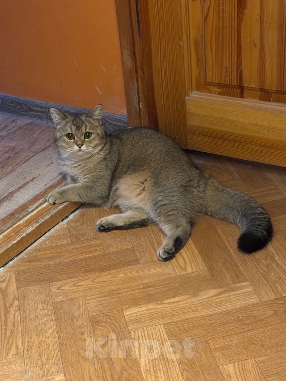 Кошки в Ростове-на-Дону: Котята Девочка, 8 000 руб. - фото 7