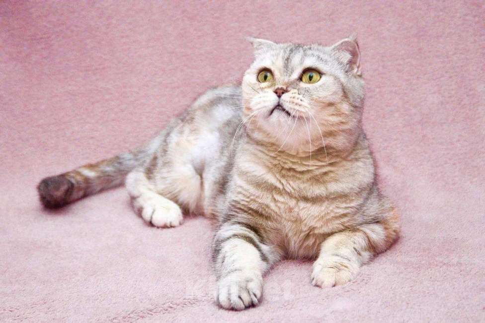 Кошки в Москве: Уютная плюшевая кошечка Эмма в добрые руки Девочка, Бесплатно - фото 3