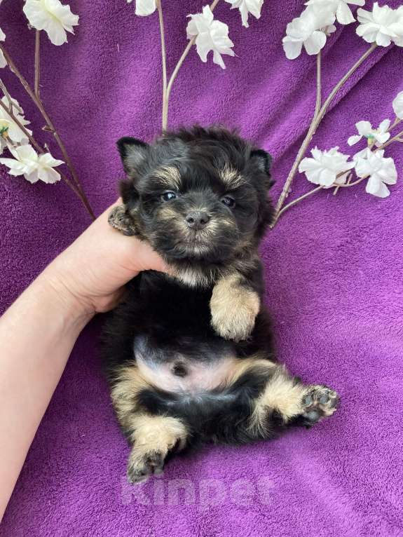Собаки в Москве: Чёрный йорк мальчик стандарт Мальчик, 50 000 руб. - фото 10