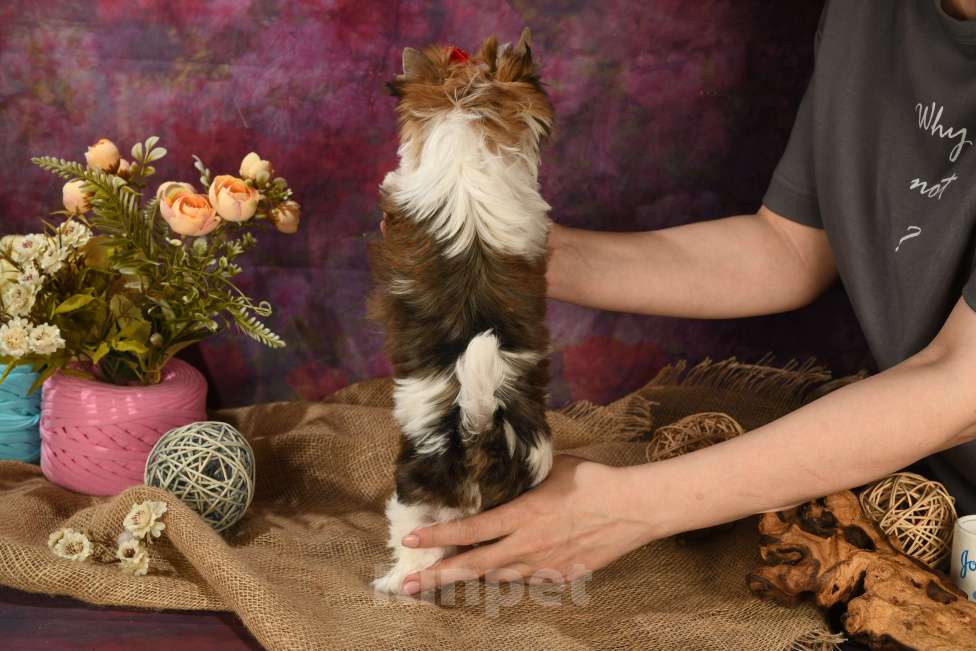 Собаки в Москве: Раскрашенные красавицы! Девочка, 150 000 руб. - фото 3