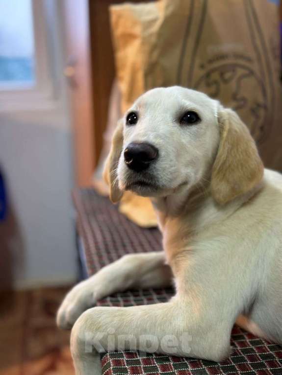 Собаки в Москве: Милейшая девочка хочет домой Девочка, Бесплатно - фото 5