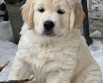 Собаки в других городах Челябинской области: Щенок золотистый ретривер Мальчик, 80 000 руб. - фото 2