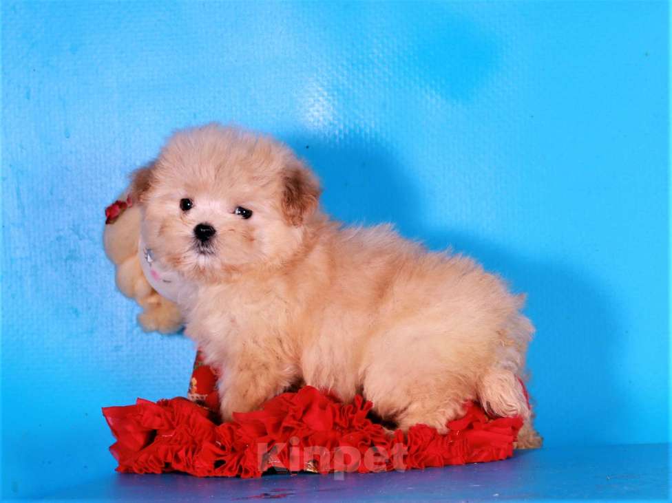 Собаки в Москве: мальтипу ф1 мини Девочка, 130 000 руб. - фото 1