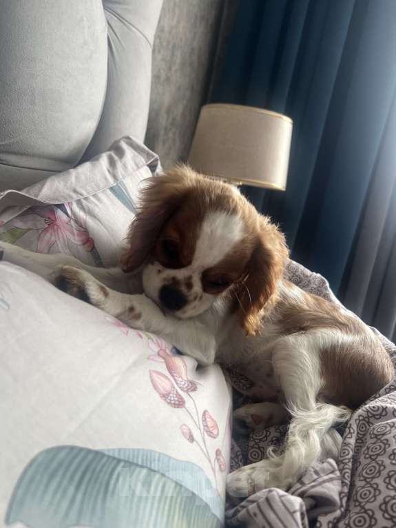 Собаки в Люберцах: Продам щенка Кавалер Кинг чарльз спаниель  Мальчик, 60 000 руб. - фото 2