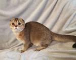 Кошки в Санкт-Петербурге: Шотландская золотая кошка Девочка, 35 000 руб. - фото 1