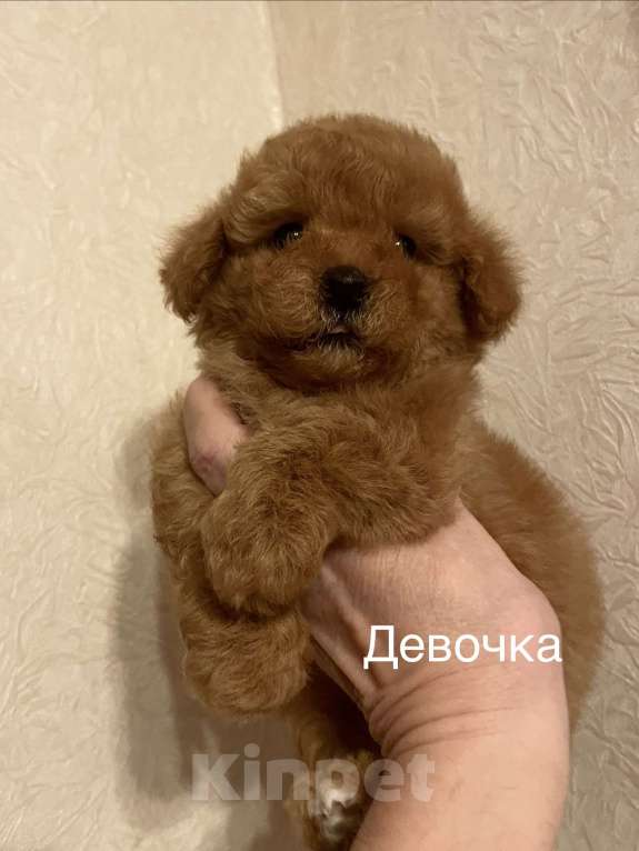 Собаки в Москве: Мини девочка мальтипу Девочка, 55 000 руб. - фото 3