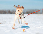 Собаки в Москве: Солнечная и позитивная 9 мес собака Герда ищет семью! Девочка, Бесплатно - фото 2