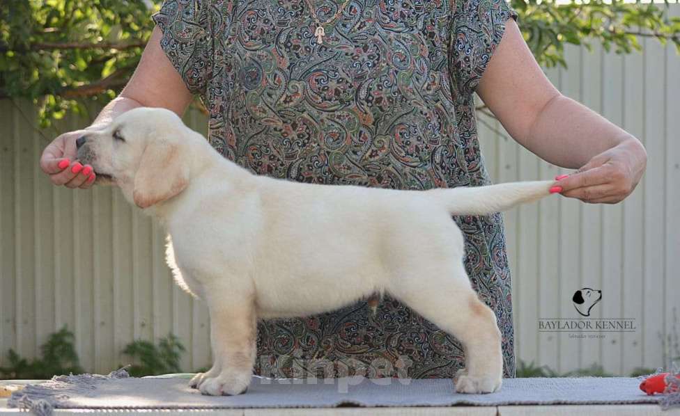 Собаки в Самаре: Свободны мальчики и девочки .От белоснежного до рыжего окраса . Мальчик, 60 000 руб. - фото 7