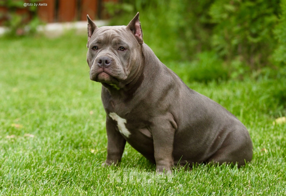 Собаки в Москве: Американский булли щенки  Девочка, 100 000 руб. - фото 2