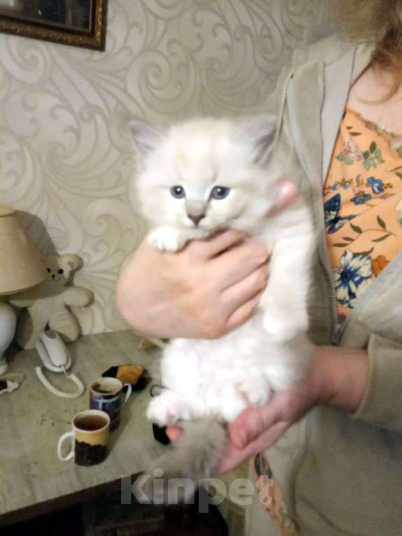 Кошки в Химках: Котята к Новому Году Мальчик, 15 000 руб. - фото 8