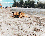 Собаки в Самаре: Французский бульдог Вязка, 1 руб. - фото 3