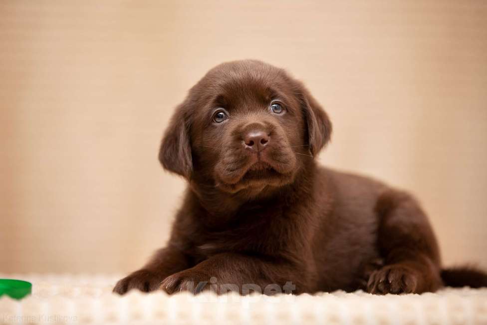 Собаки в Москве: Щенки Лабрадора ретривера шоколадные Мальчик, 100 000 руб. - фото 3