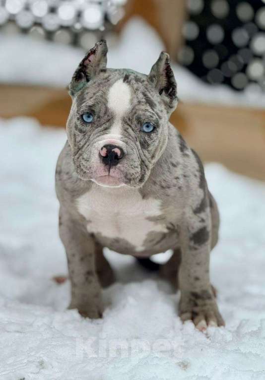 Собаки в других городах Московской области: Американский Булли 🥰 Разнополые, Бесплатно - фото 8