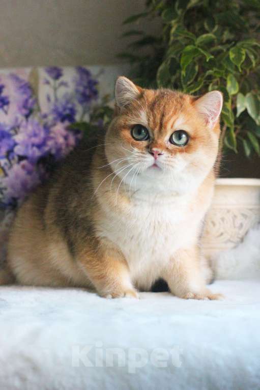 Кошки в Москве: Британский мальчик золотая шиншилла Мальчик, 55 000 руб. - фото 2