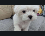 Собаки в Омске: Мальтийская болонка щенок Мальчик, 30 000 руб. - фото 1