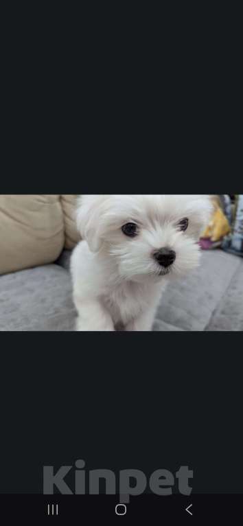 Собаки в Омске: Мальтийская болонка щенок Мальчик, 30 000 руб. - фото 1