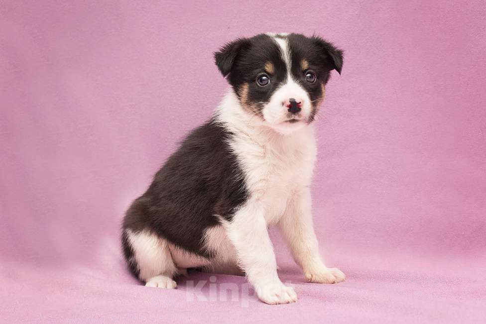 Собаки в Москве: Щенулька Шафранка размером с ладошку Девочка, Бесплатно - фото 4