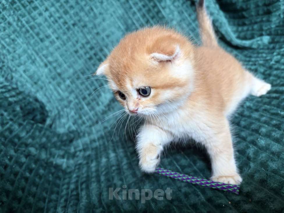 Кошки в Москве: Золотая шиншилла котик Мальчик, 25 000 руб. - фото 4