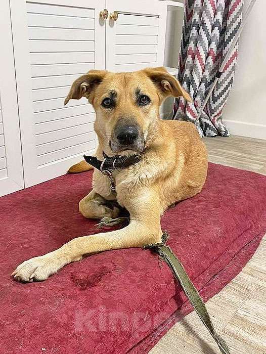 Собаки в Москве: Ваш самый лучший компаньон, домашняя собака Моника в добрые руки Девочка, 10 руб. - фото 2