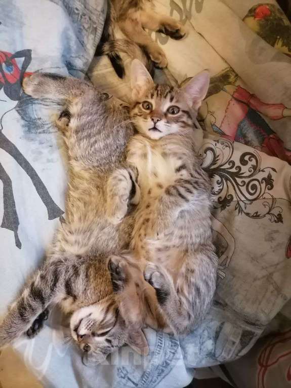 Кошки в Воронеже: котята в добрые руки Девочка, Бесплатно - фото 2