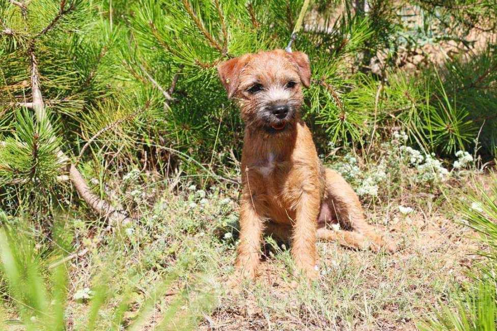 Собаки в Москве: В спортивно активные руки щенок Бордер терьера Мальчик, 60 000 руб. - фото 2