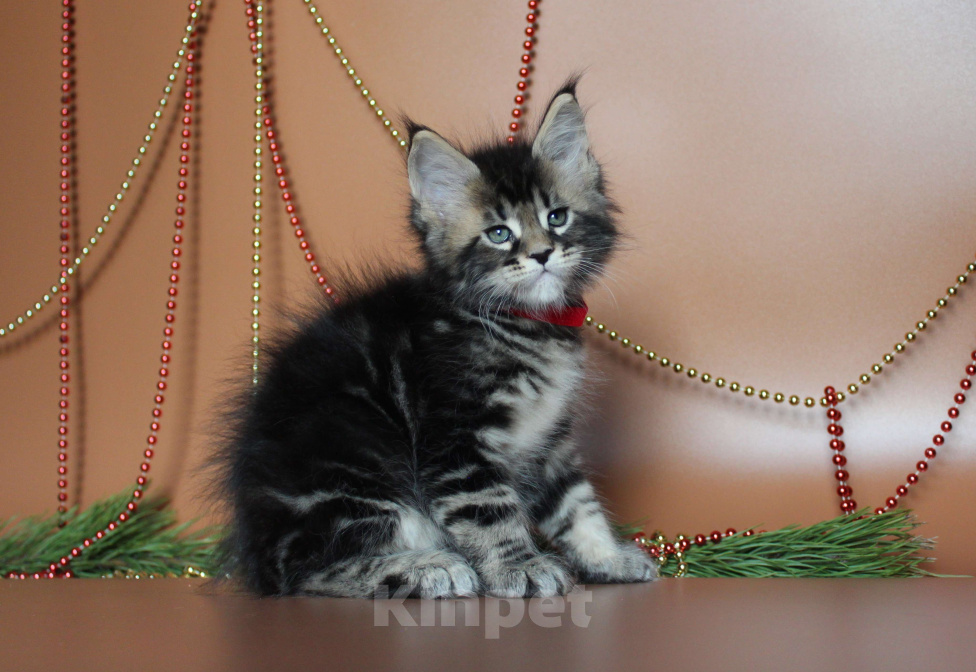 Кошки в Екатеринбурге: Котёнок мейн-кун Сириус Мальчик  Мальчик, 50 000 руб. - фото 7