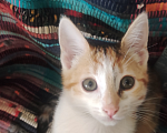 Кошки в Калуге: Жду хозяина  Девочка, Бесплатно - фото 3