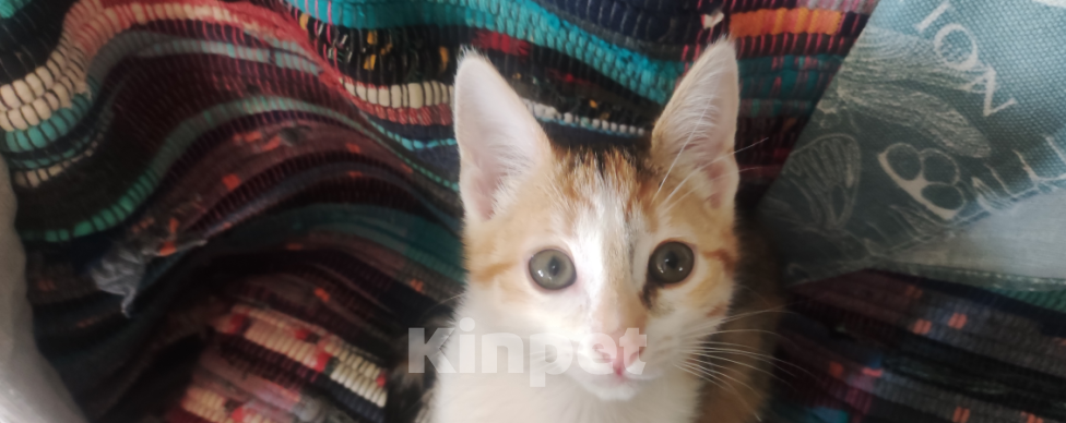 Кошки в Калуге: Жду хозяина  Девочка, Бесплатно - фото 3