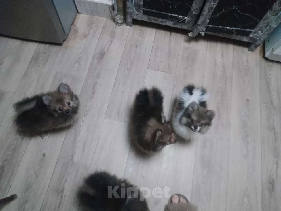 Собаки в других городах Волгоградской области: Шпиц Мальчик, 20 000 руб. - фото 1