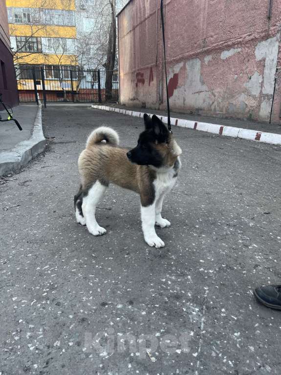 Собаки в Омске: Американская акита Девочка, 50 000 руб. - фото 3