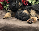 Собаки в Казани: Щенки немецкой овчарки  Мальчик, Бесплатно - фото 3