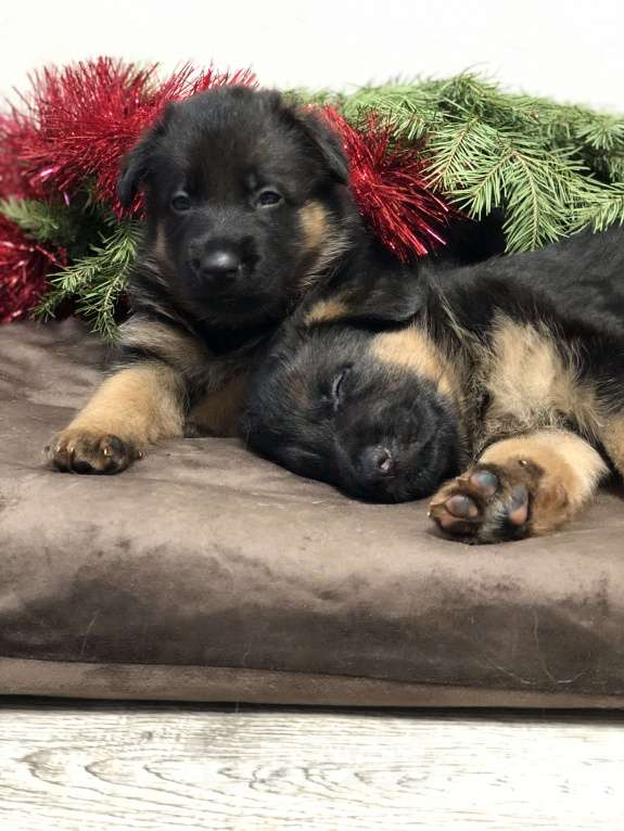 Собаки в Казани: Щенки немецкой овчарки  Мальчик, Бесплатно - фото 3