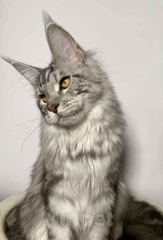 Кошки в Краснодаре: Котенок породы Мейн-кун Девочка, 25 000 руб. - фото 5