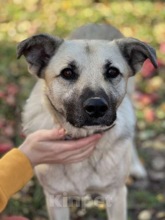 Собаки в Москве: Молодой небольшой чудесный пёсик Люмос в добрые руки Мальчик, 1 руб. - фото 8