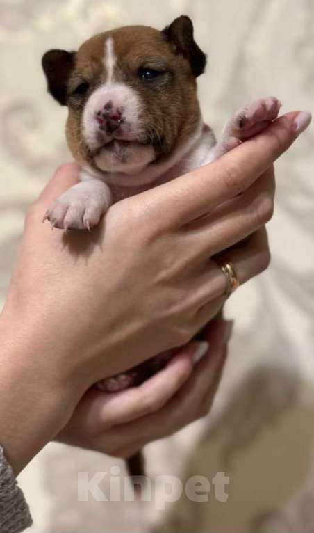 Собаки в Москве: Очаровательный мальчик Басенджи Мальчик, 90 000 руб. - фото 2