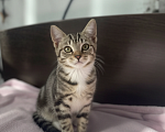 Кошки в Санкт-Петербурге: Котенок Девочка, Бесплатно - фото 1