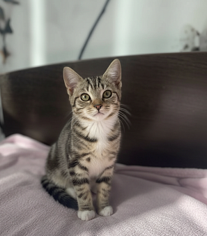 Котенок