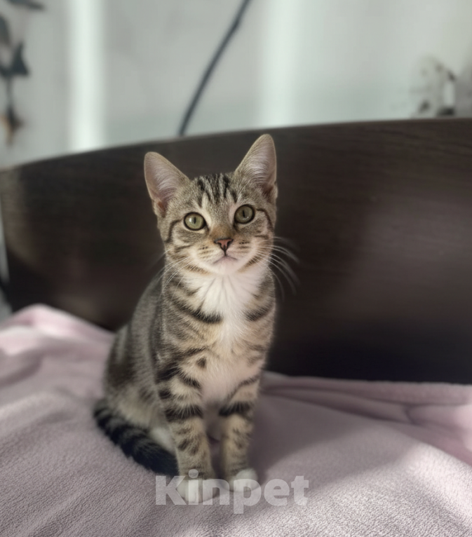 Кошки в Санкт-Петербурге: Котенок Девочка, Бесплатно - фото 1