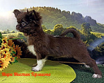 Собаки в Санкт-Петербурге: щенок чихуахуа Девочка, 120 000 руб. - фото 1