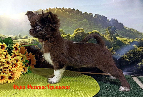 Объявление: щенок чихуахуа, 120 000 руб., Санкт-Петербург